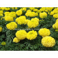 Natural Marigold Extract 5% 90% Lutein